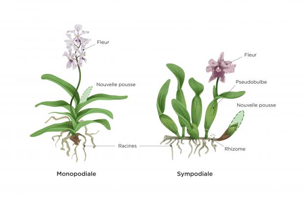 Orchidées monodiale et sympodiale