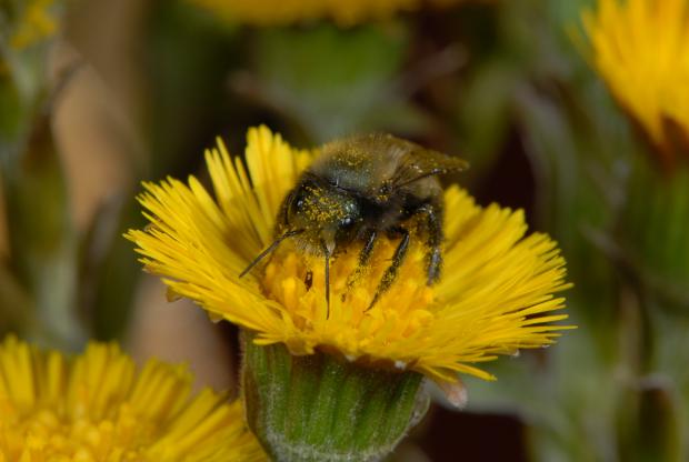 Osmia lignaria, Québec, Canada.