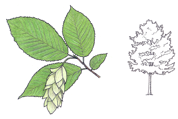 Ostrya virginiana