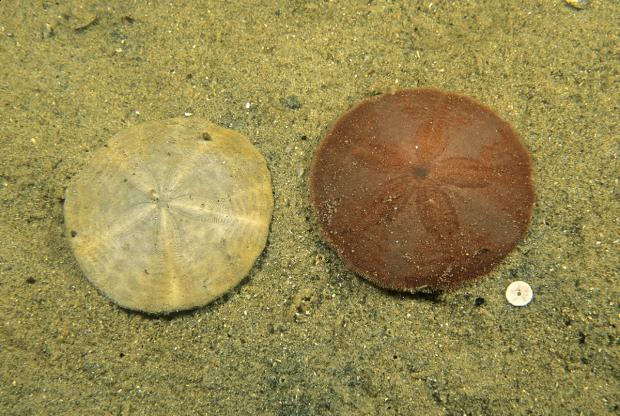 A common sand dollar living next to the endoskeleton of a dollar.