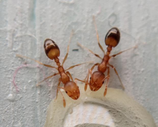 Fourmi pharaon (Monomorium pharaonis)