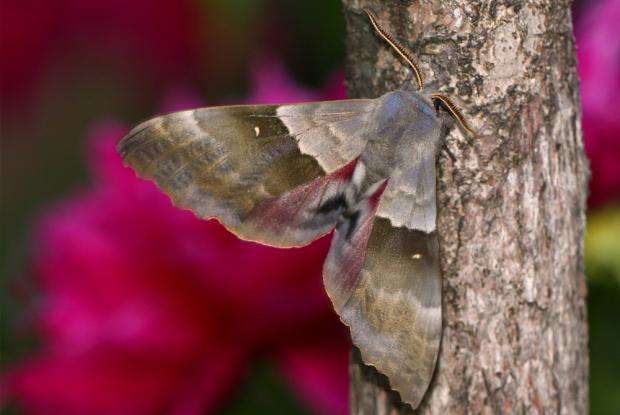 Pachysphinx modesta.