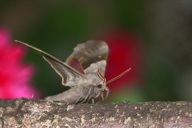 Pachysphinx modesta