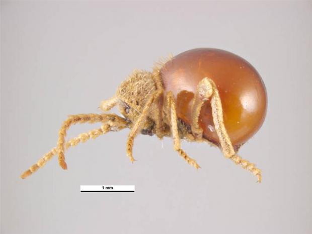 Shiny spider beetle