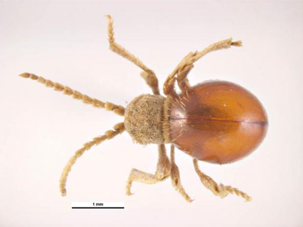 Shiny spider beetle