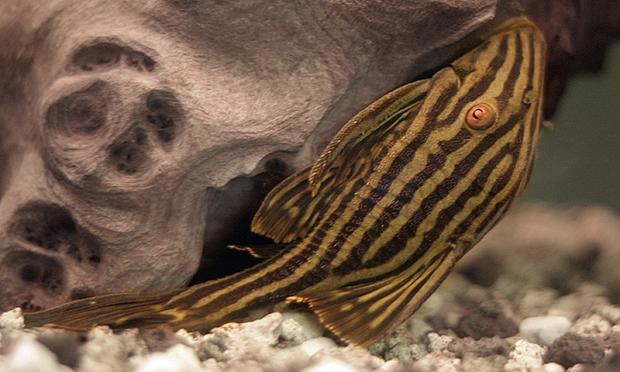 Panaque nigrolineatus