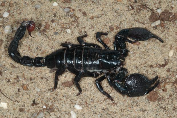 Pandinus imperator