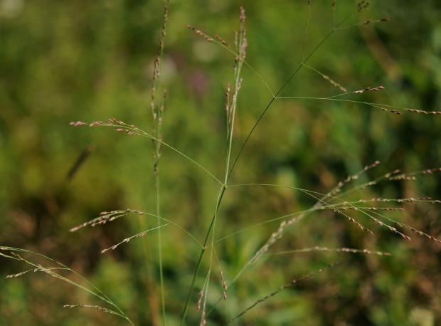 Panicum virgatum