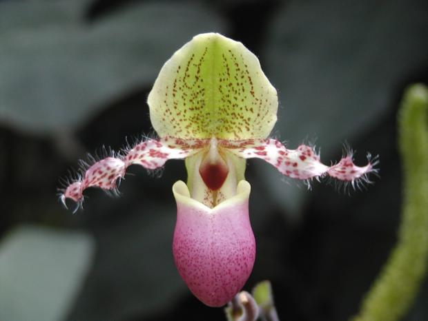 Paphiopedilum glaucophyllum var. moquetteanum.