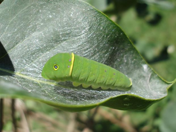 Papilio canadensis