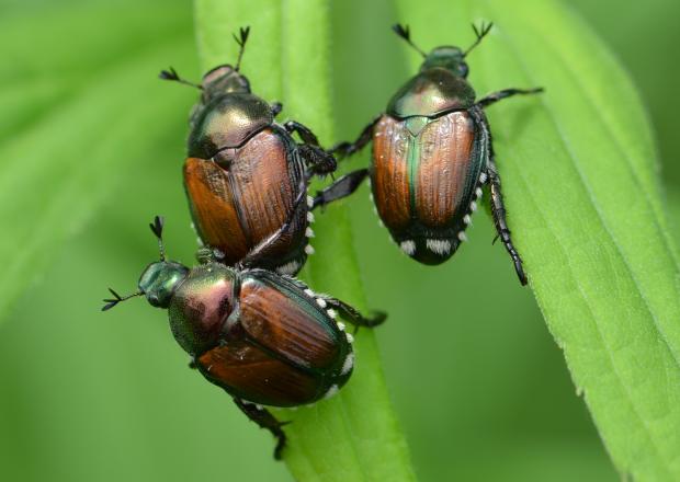 Popillia japonica