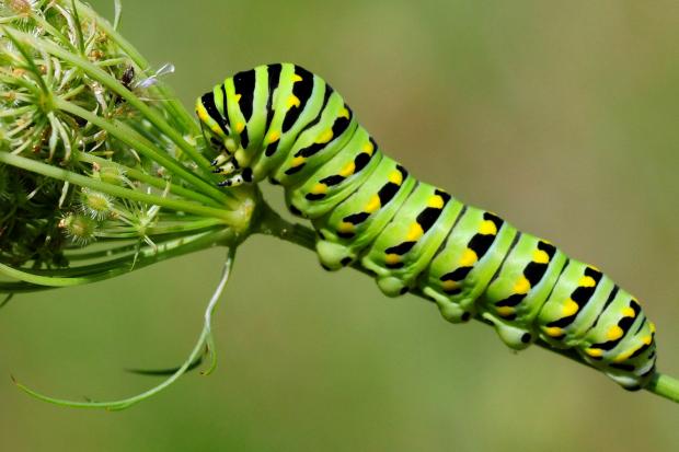 Papilio polyxenes