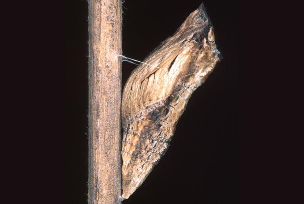 Papilio polyxenes asterius, chrysalis, Québec, Canada