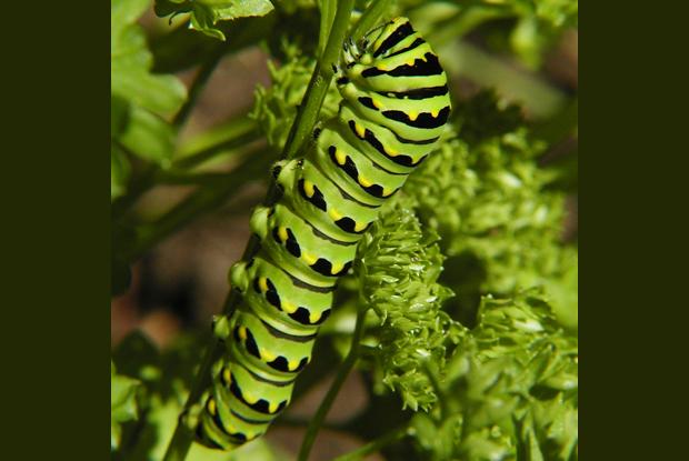 Papilio polyxenes asterius, Québec, Canada.