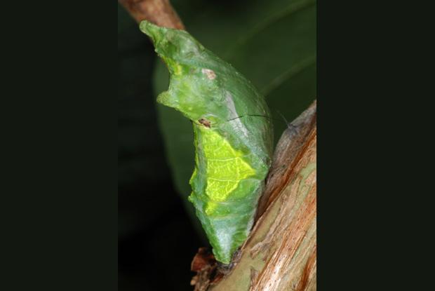 Papilio rumanzovia, Philippines.