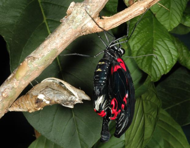 Papilio rumanzovia, Philippines.