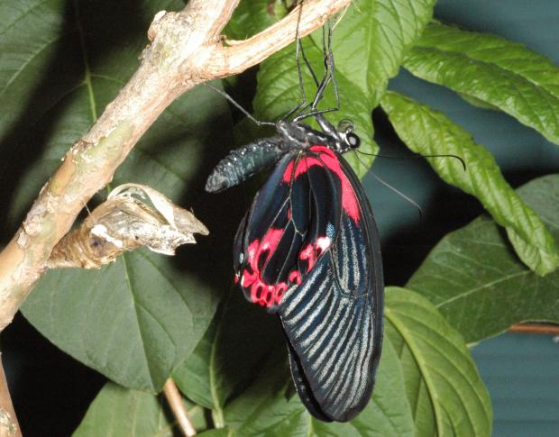 Papilio rumanzovia, Philippines.