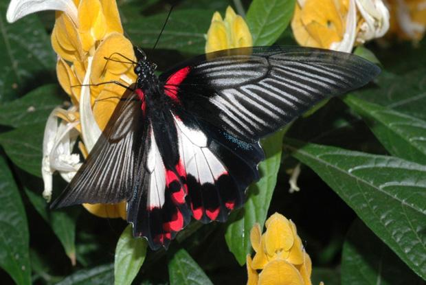 Papilio rumanzovia, Philippines.