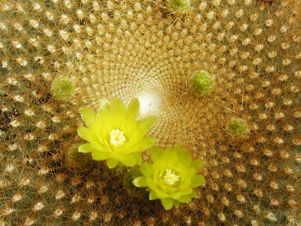 Parodia graessneri
