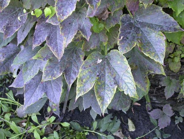 Parthenocissus tricuspidata