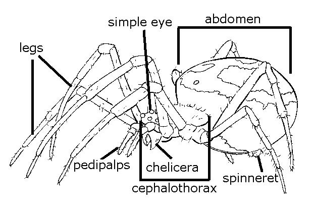 Parts of the body of a spider.