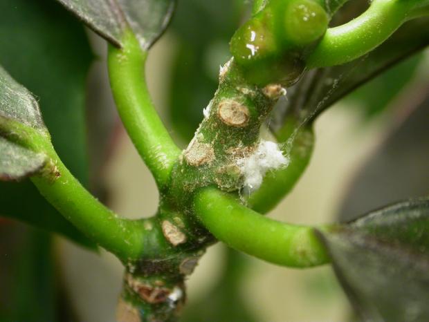 Cochenille des serres