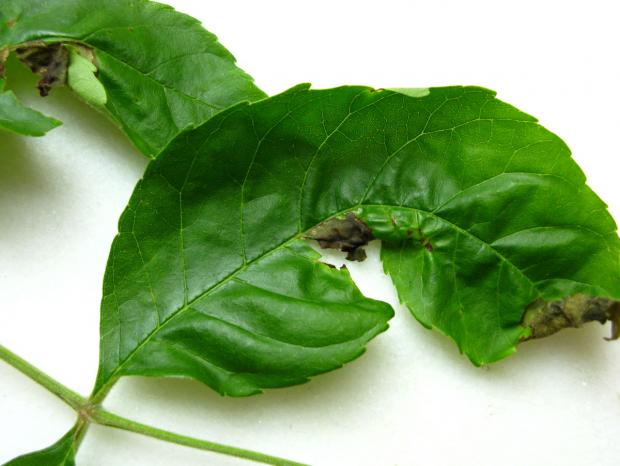 Ash leaf affected by anthracnose disease