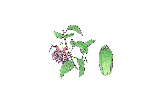 Passiflora quadrangularis L.