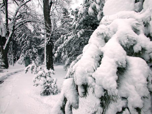 Winter landscape.