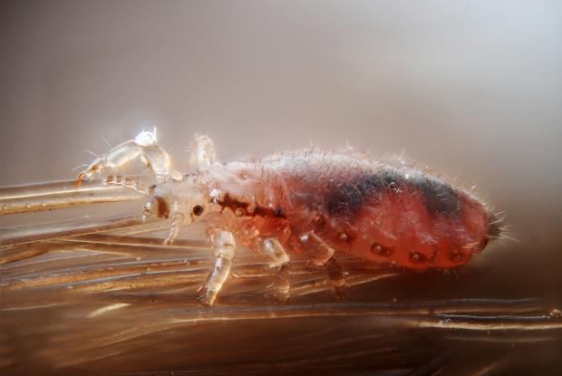 Pediculus humanuscapitis