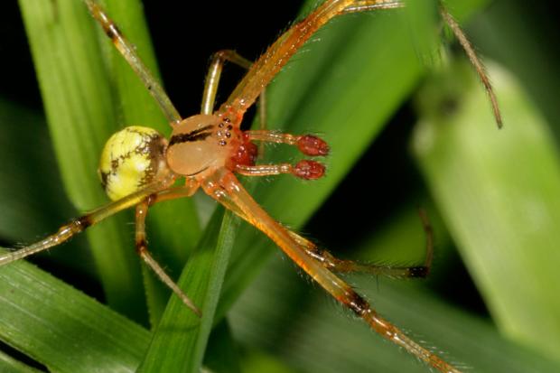 Spider, Québec, Canada.