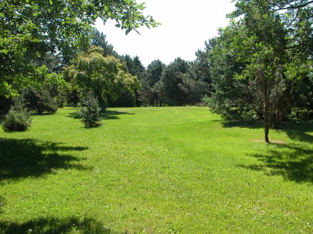 Lawn - Arboretum