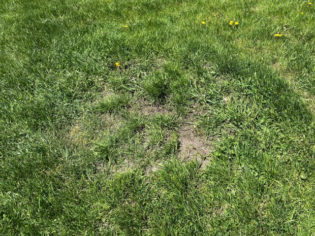 Sparse lawn