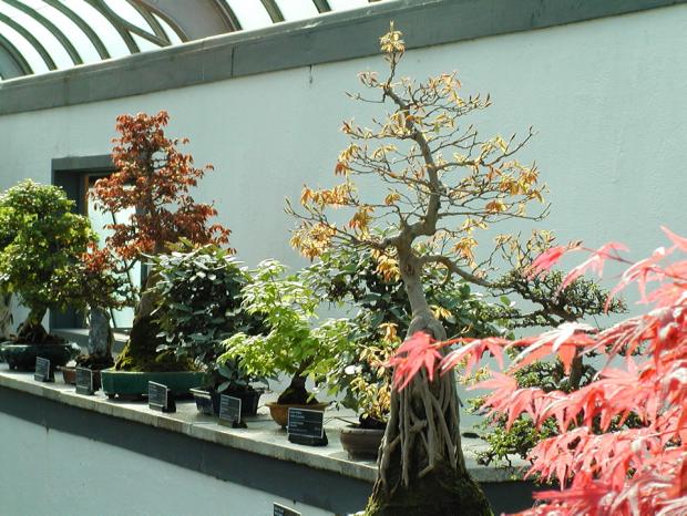 Les arbres miniatures du Jardin céleste.