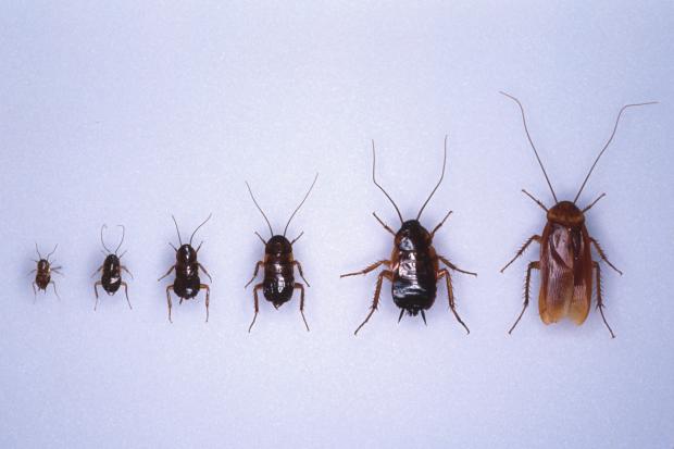 Periplaneta americana, cosmopolitan.