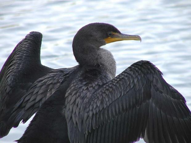 Double-crested Cormorant (Phalacrocorax auritus).