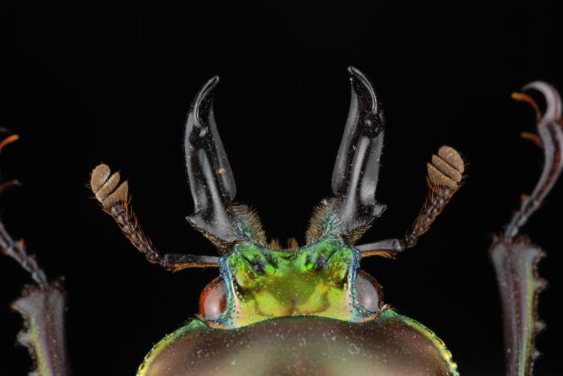 Phalacrognathus muelleri, Australie.