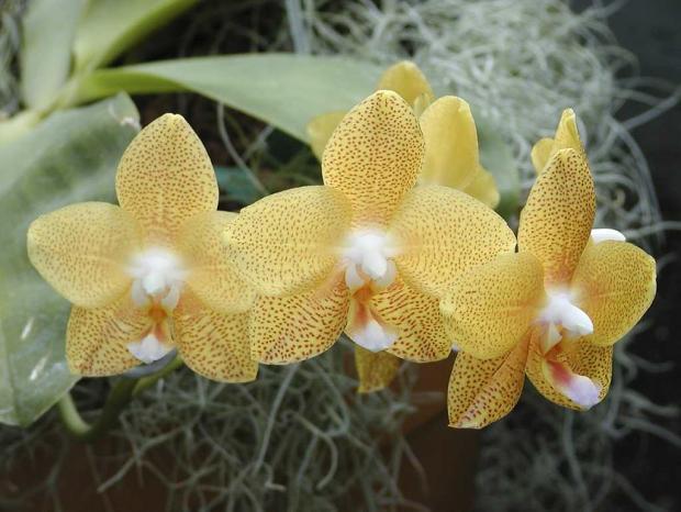 Phalaenopsis 'Brother Elizabeth'