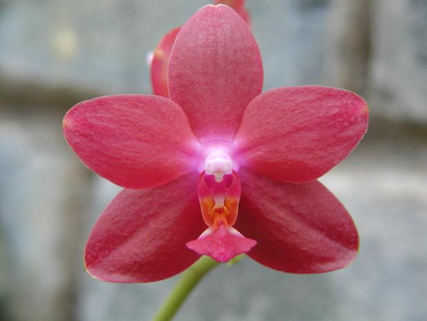 Phalaenopsis Mahalo 'T.K.' HCC/AOS.