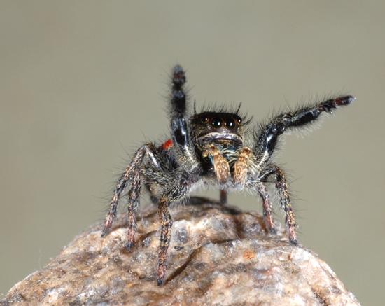 Phidippus johnsoni, Québec, Canada.