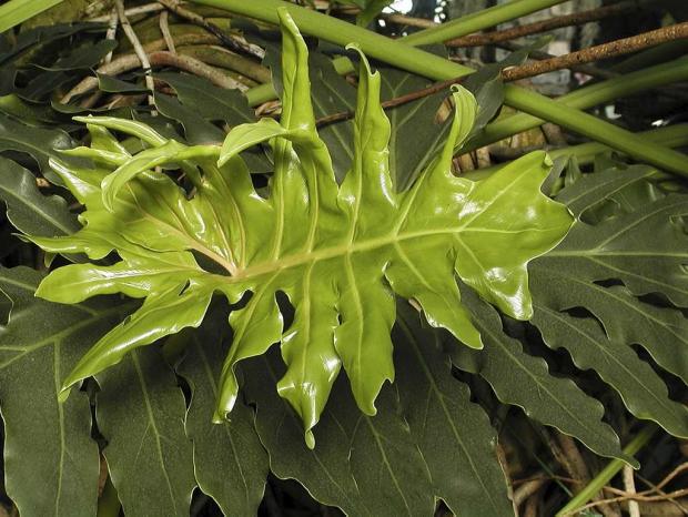 Philodendron bipinnatifidum