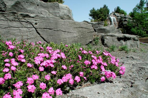 Phlox subulata cv.