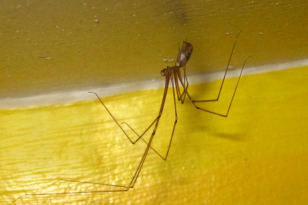Pholcus phalangioides, Québec, Canada.