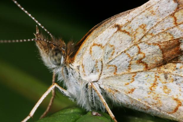 Phyciodes