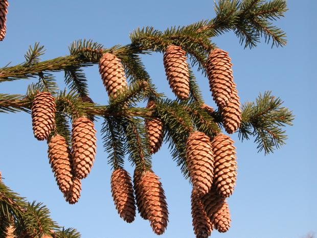 Picea abies 'Rubra Spicata' cones