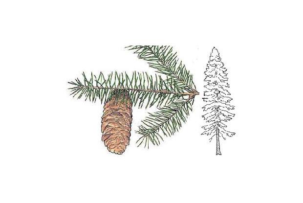 Picea glauca