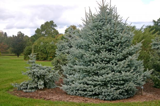 Picea pungens 'Fat Albert'