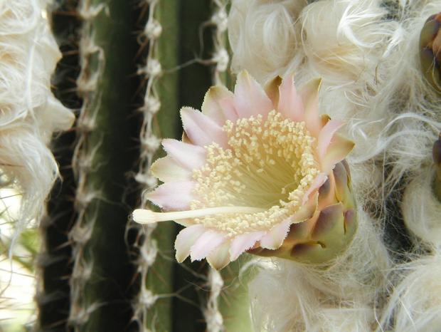Pilosocereus leucocephalus.