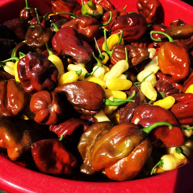 Hot peppers