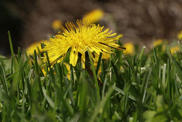 Dandelion (Taraxacum officinale)